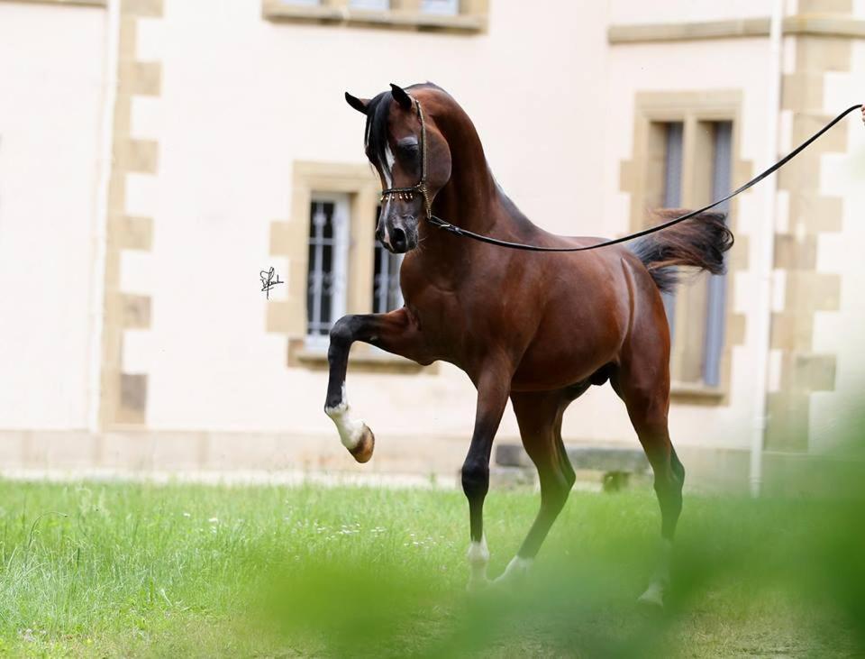 Appartement Le Haras du Favry à Palinges Extérieur photo